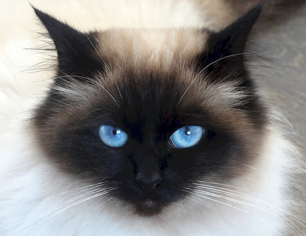 Balinesische Ragdoll