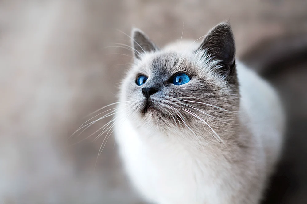 Europäische Kurzhaarkatze schwarz rauchig Katze