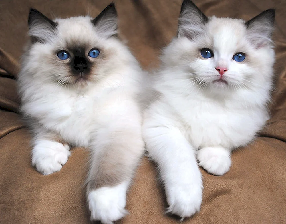 Balinese Ragdoll