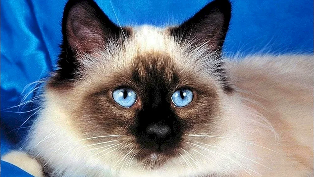 Nevsky Himalayan Siamese Katze
