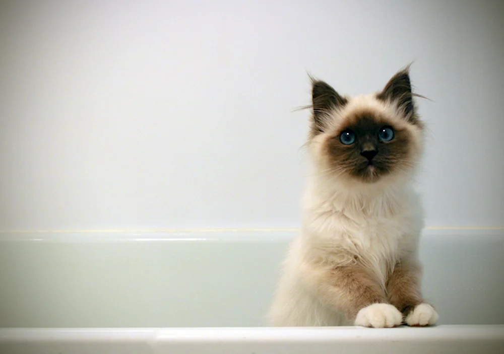Siamese Neva Masquerade Katze