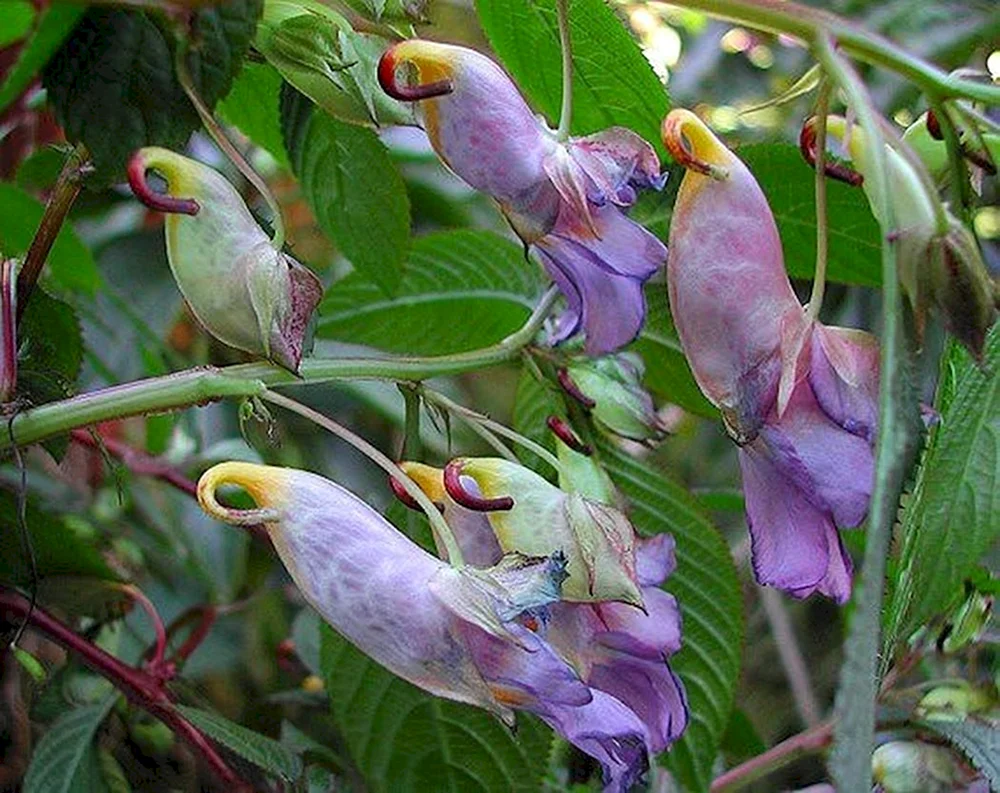 Balsamine impatiens arguta
