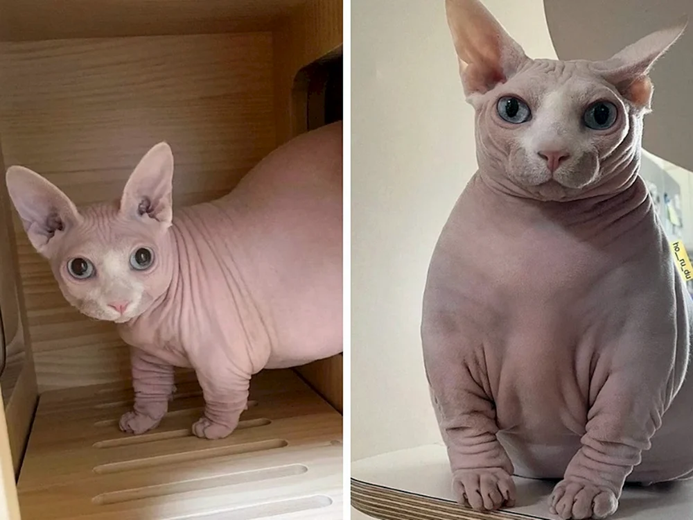 Munchkin Katzenrasse