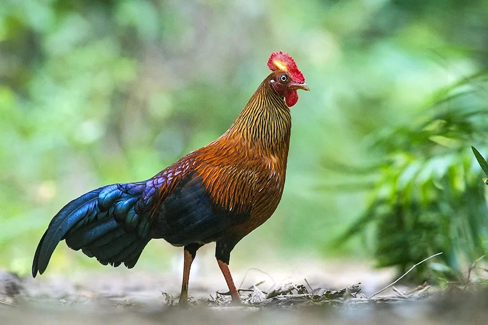 Paduan-Huhn