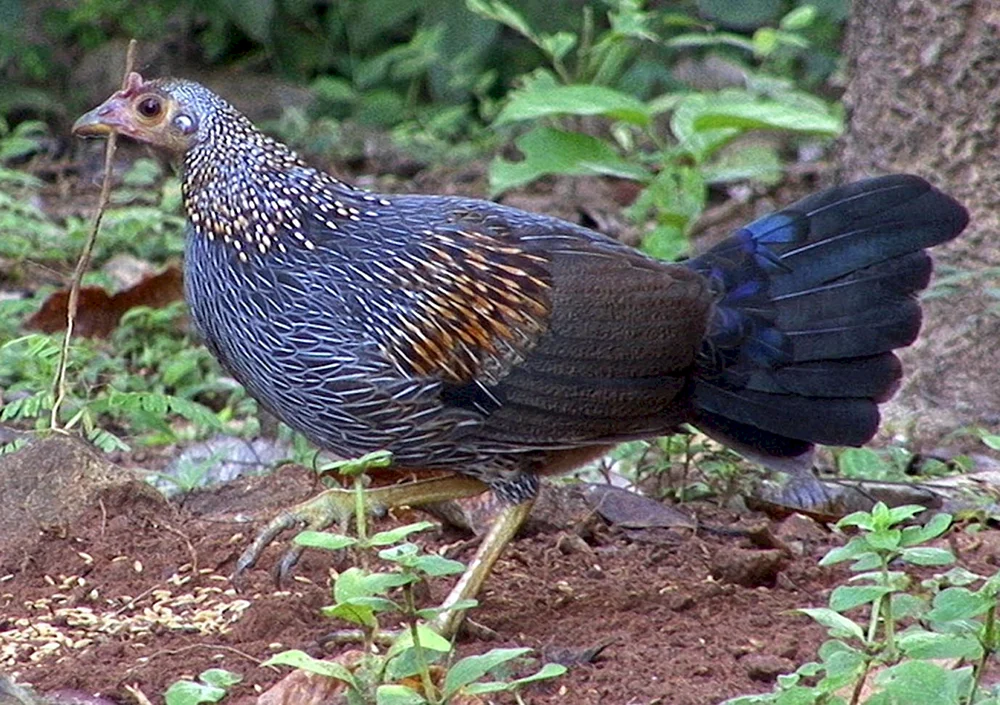 Wildes Bankiwa-Huhn