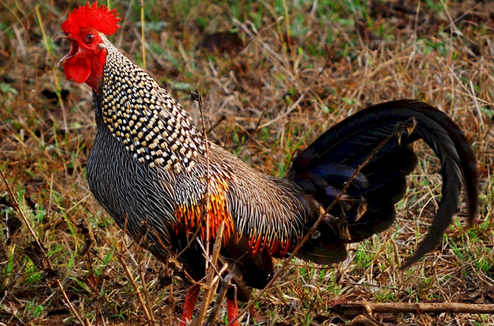 Ameraucana Dominant Brama