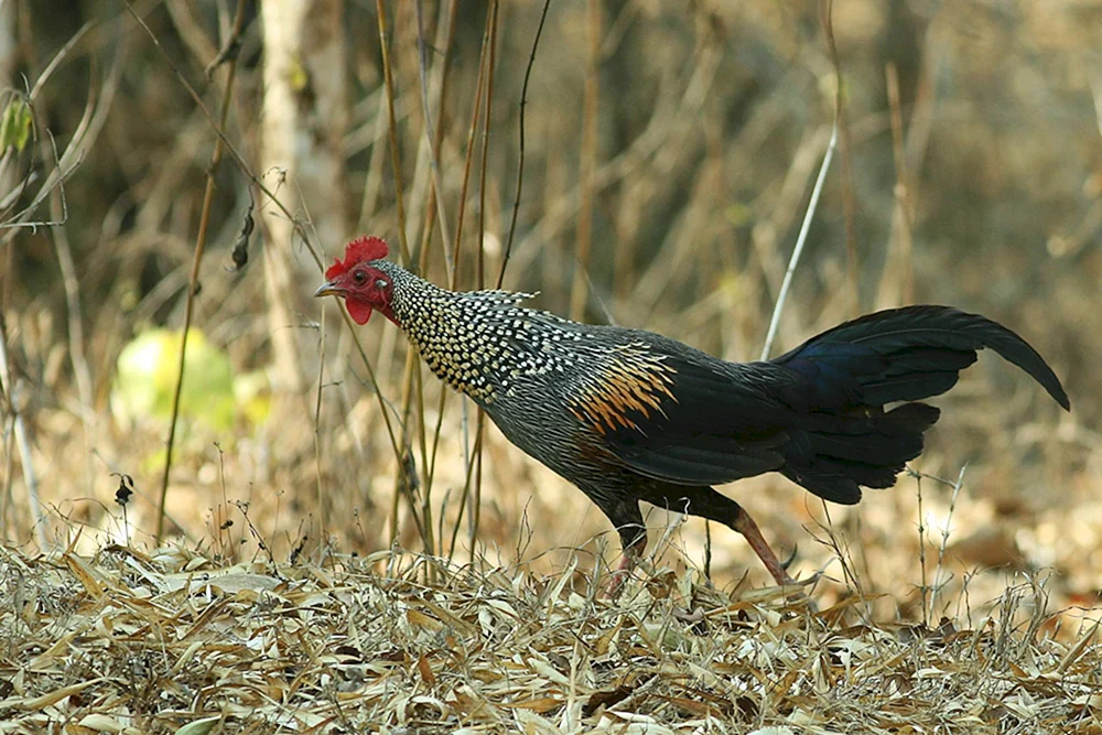 Wildes Bankiwka-Huhn