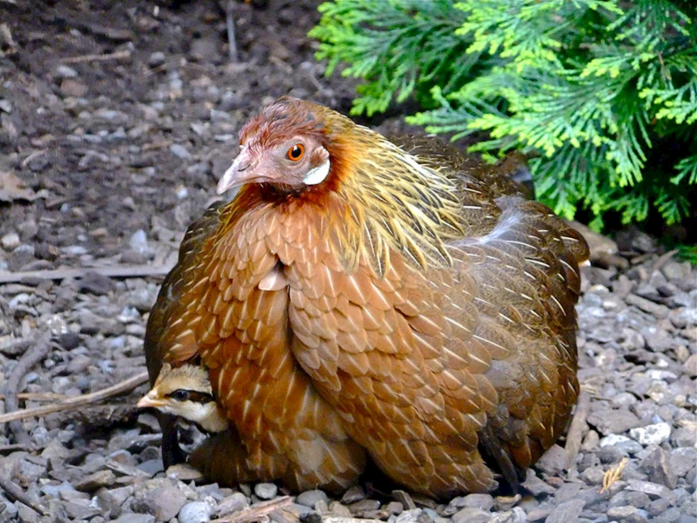 Bankiwka-Dschungelhuhn