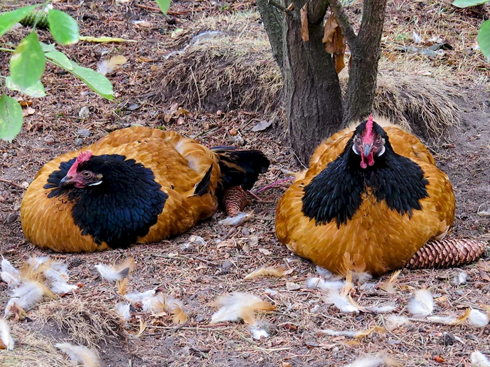 Bankiwka-Dschungelhuhn