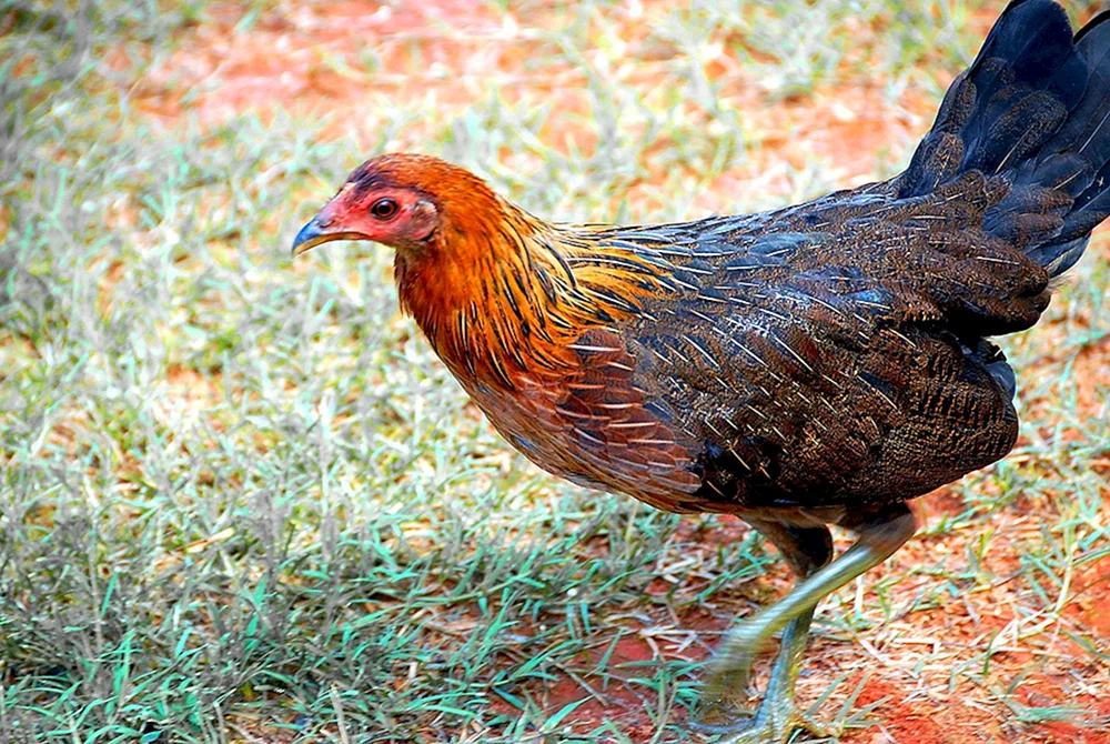 Bankiwka-Dschungelhuhn