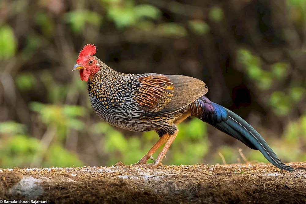 Waldwildes Huhn
