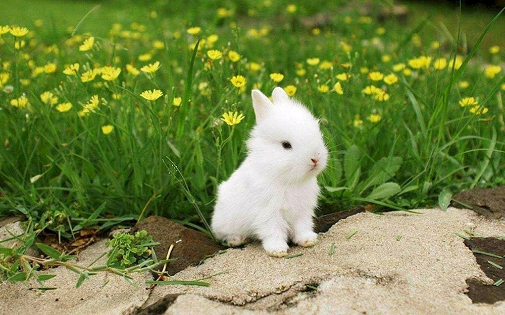 Kaninchen mit Kaninchen