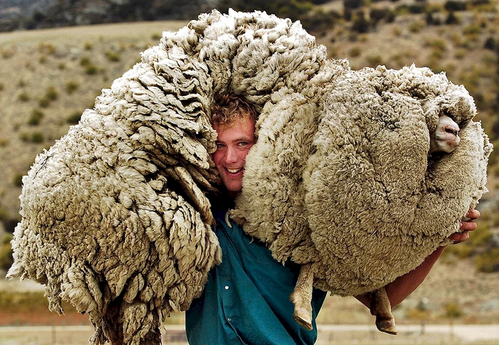 Merino Schaf