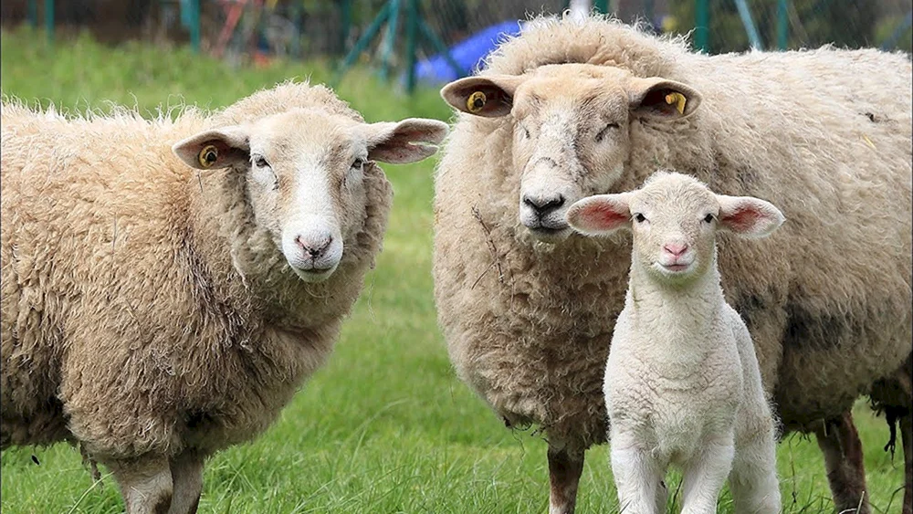 Mouton-Schaf