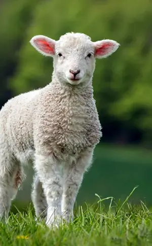 Lamm Schaf Lamm