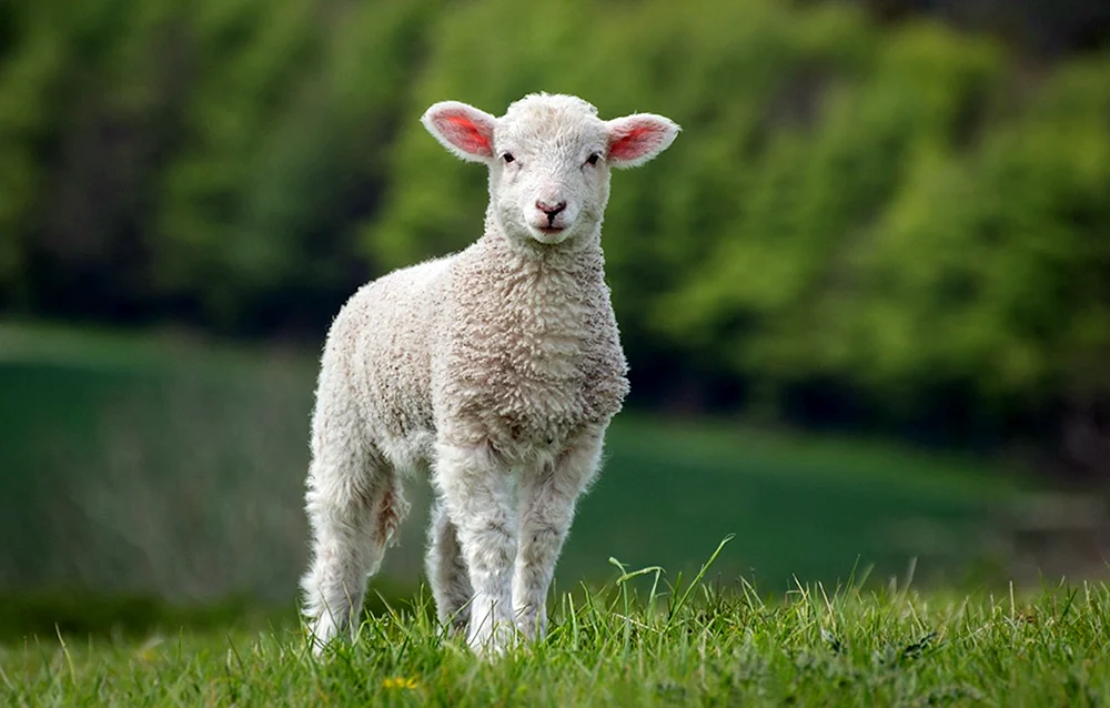 Lamm Schaf Lamm