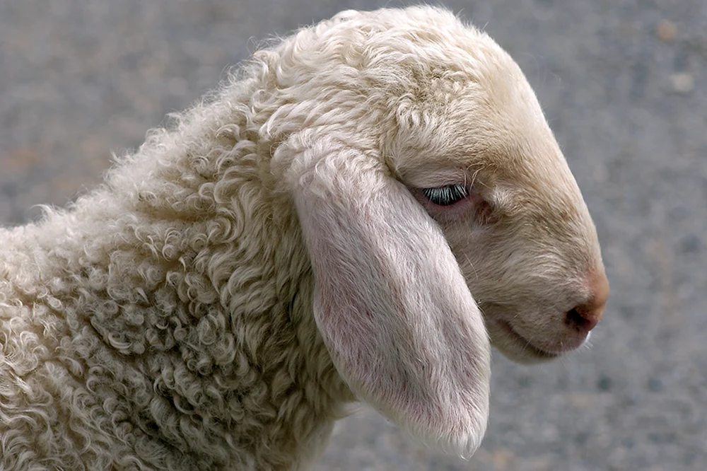 Dollyschaf lamm
