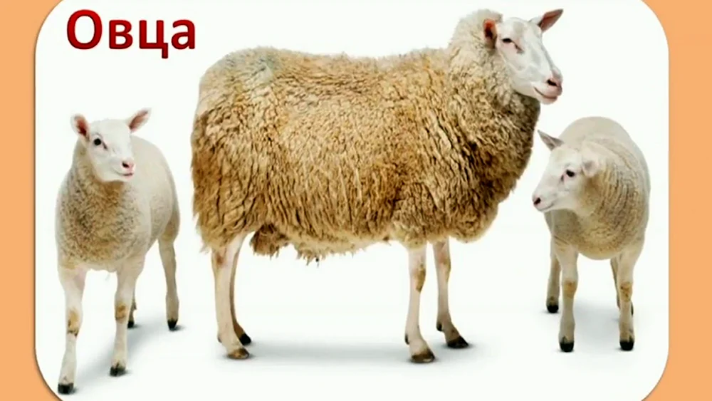 Schaf-Zeichnung
