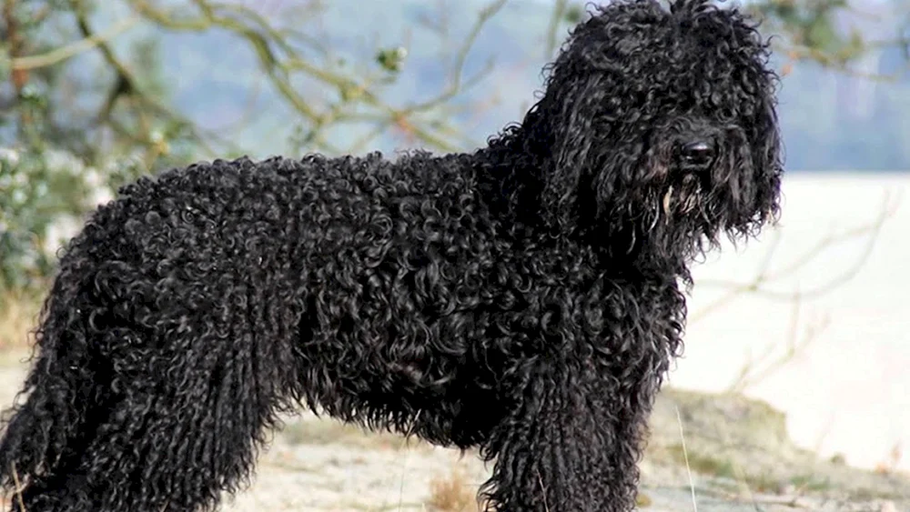 Zwerg Labradoodle