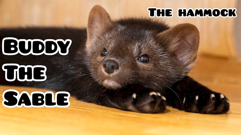 Barguzin Sable pet