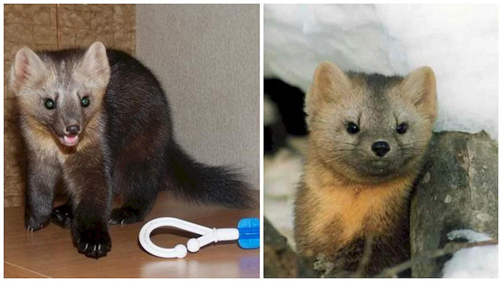Barguzin Sable pet
