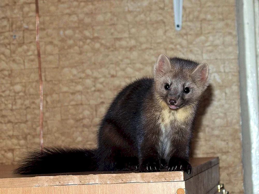 Barguzin Sable pet