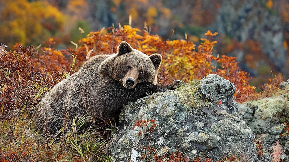 Barguzinsky-Reservat Braunbär
