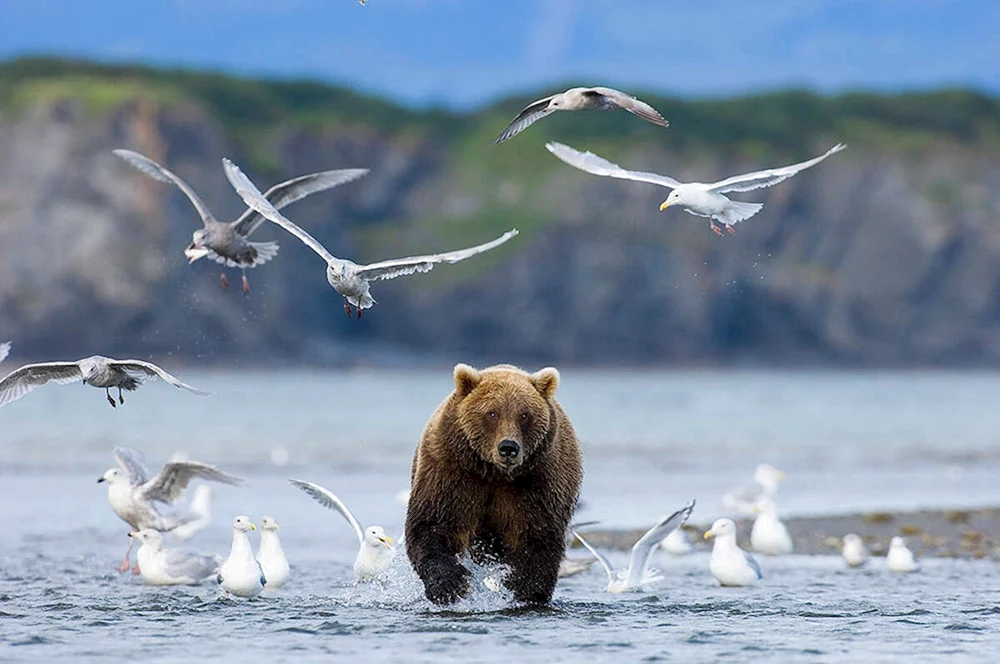Baikal Nerpa