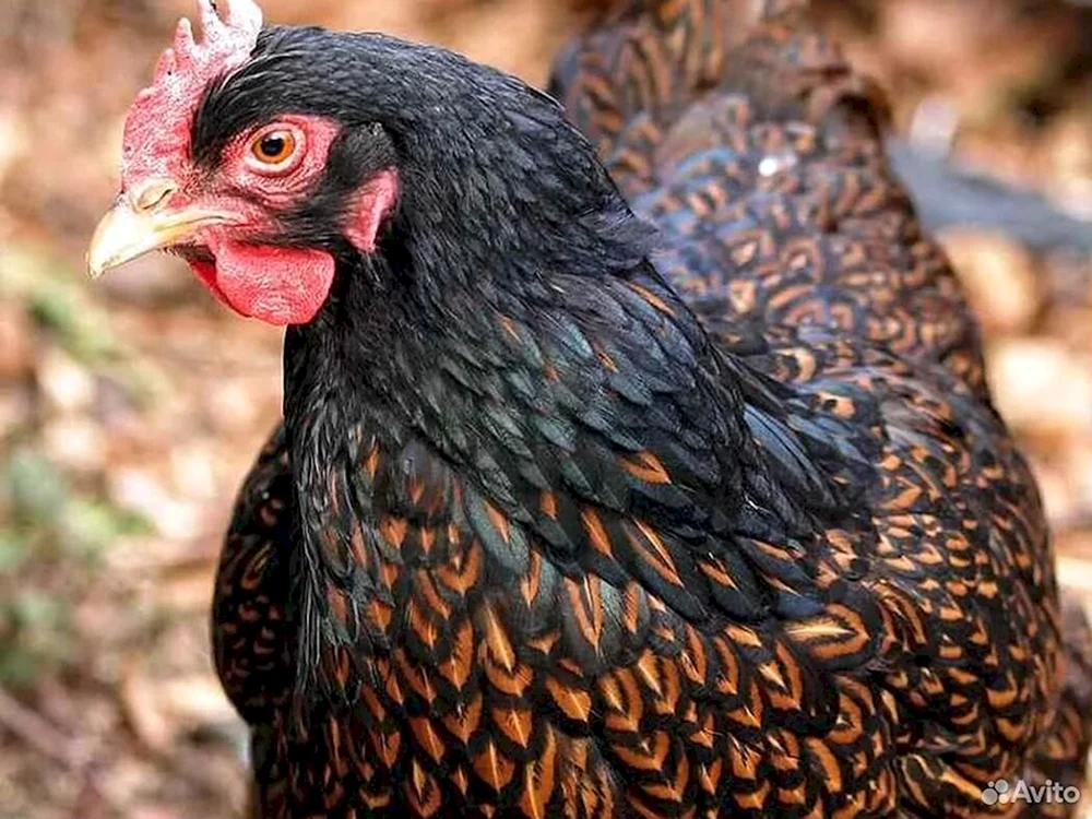 Barnevelder Rasse