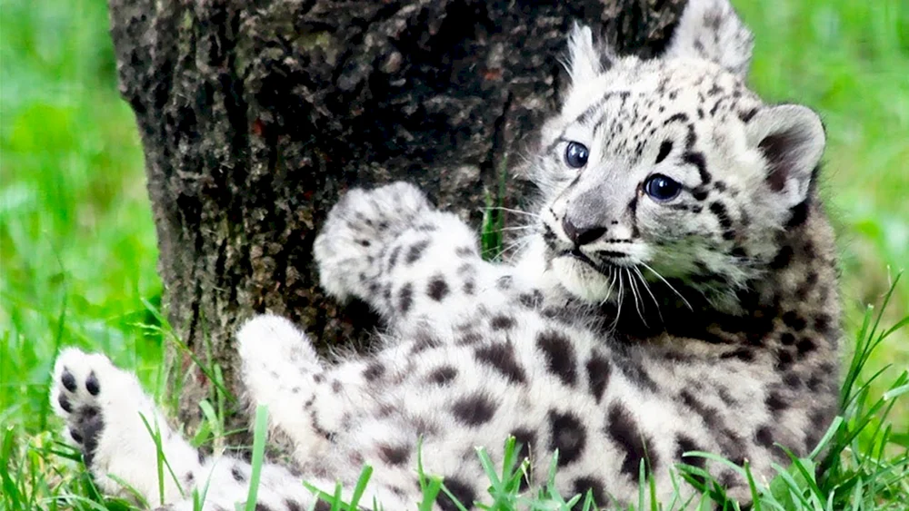 Bars und Leopard