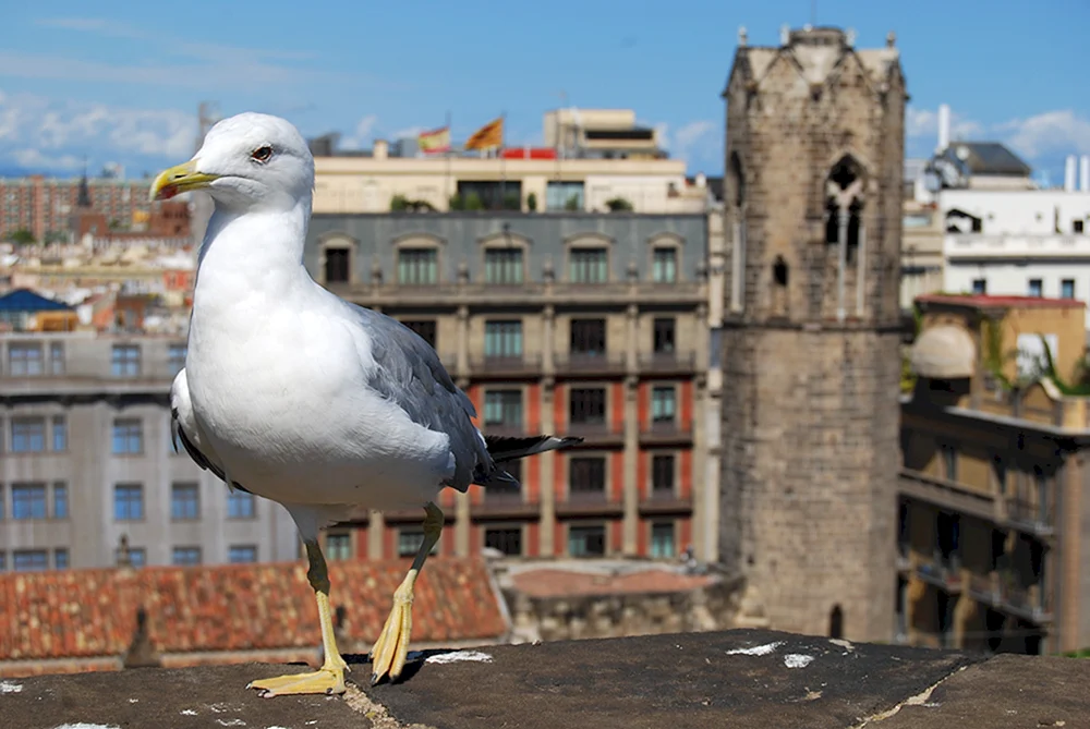 Barcelona-Möwen