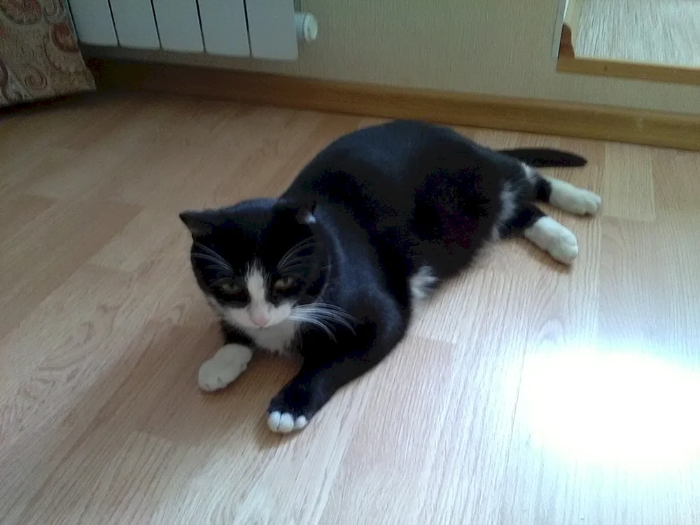 Bombay Katze mit weißer Brust