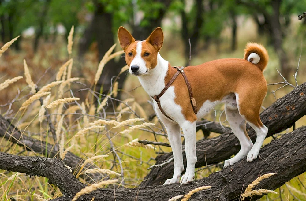 Basenji