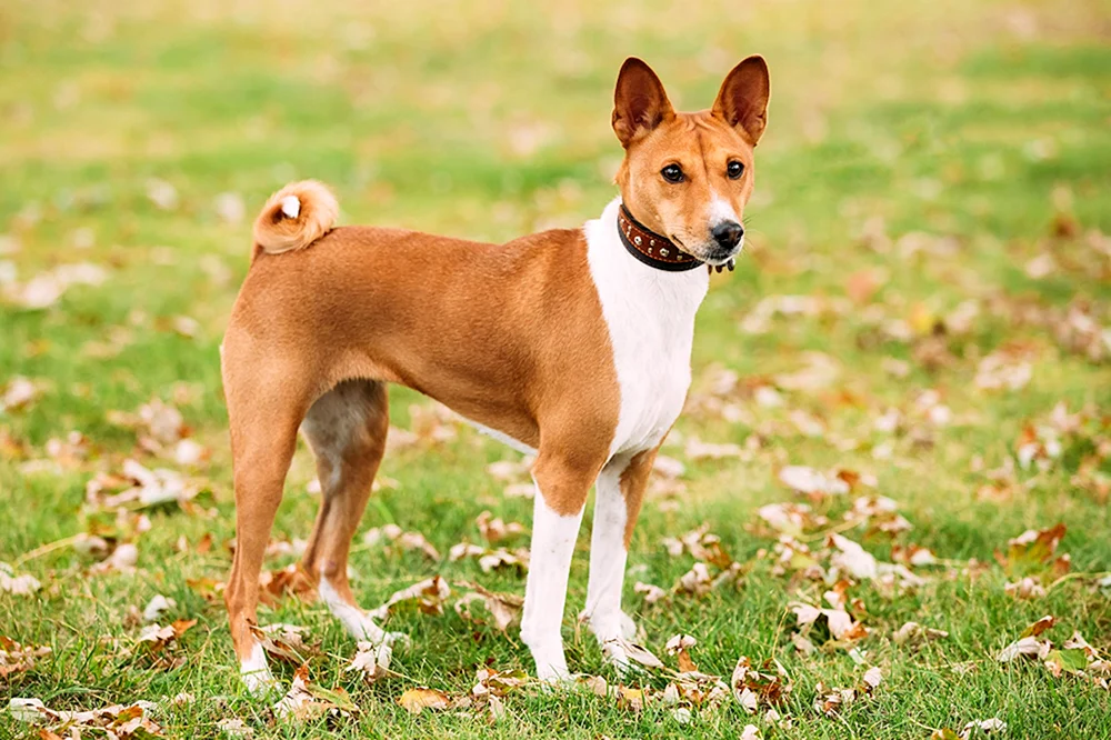 Plummer's Terrier