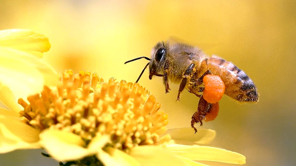 Bienenpollen