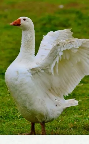 Baschkirische Gans