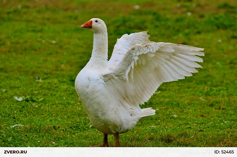 Baschkirische Gans