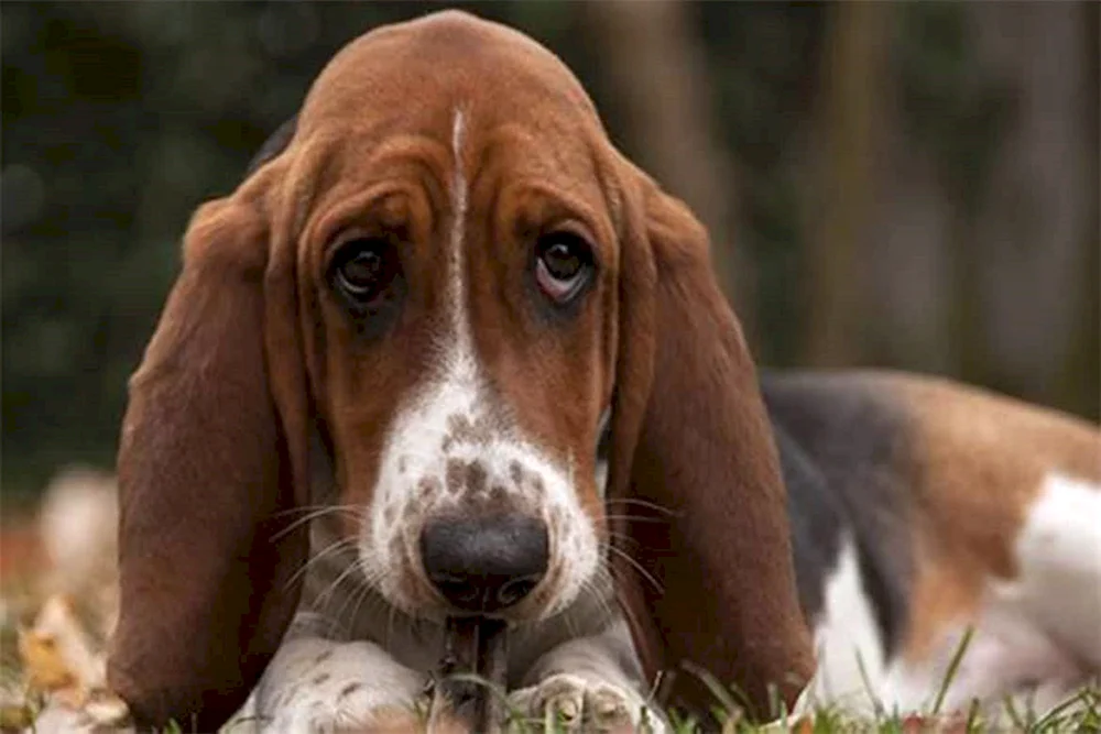 Beagle. albino