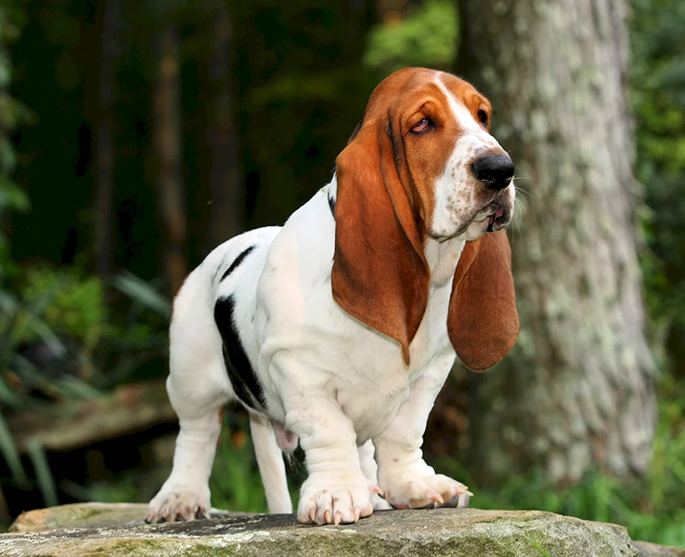 Beagle