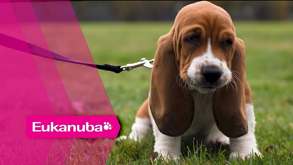Basset Hound