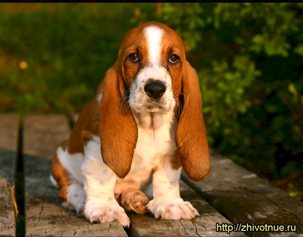 Basset Hound