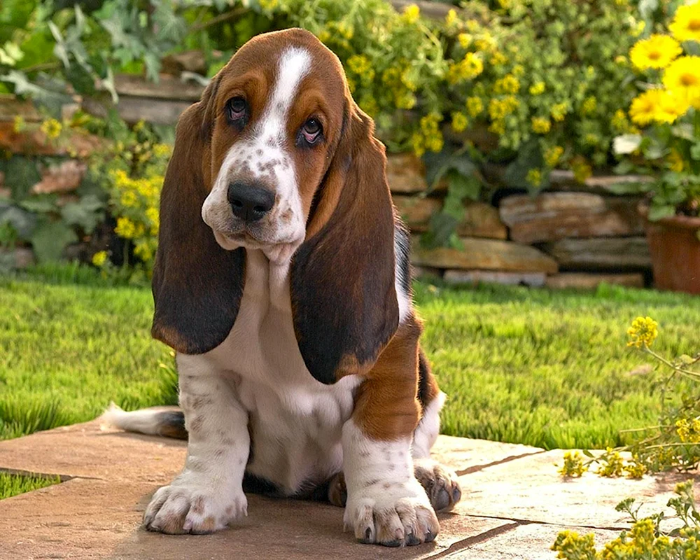Basset Hound