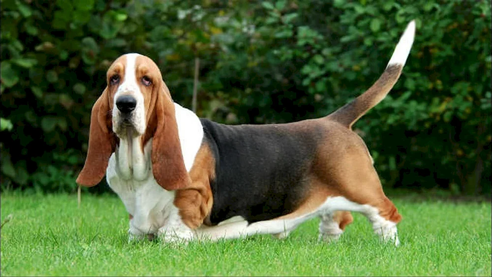 Basset Hound