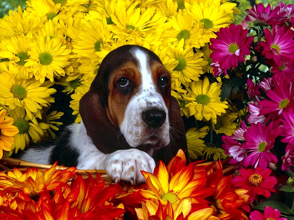 Basset hound