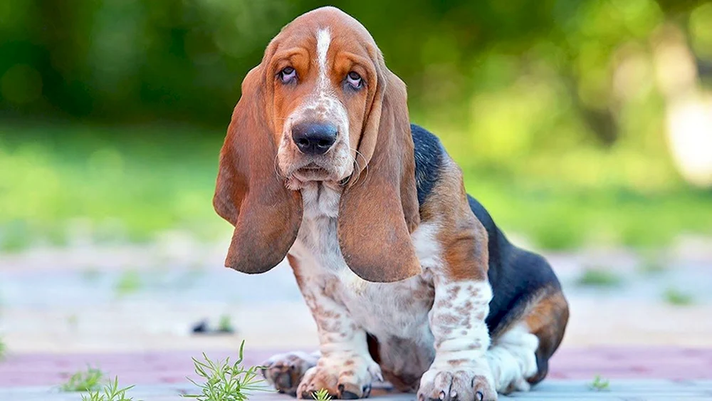 Basset. Hound