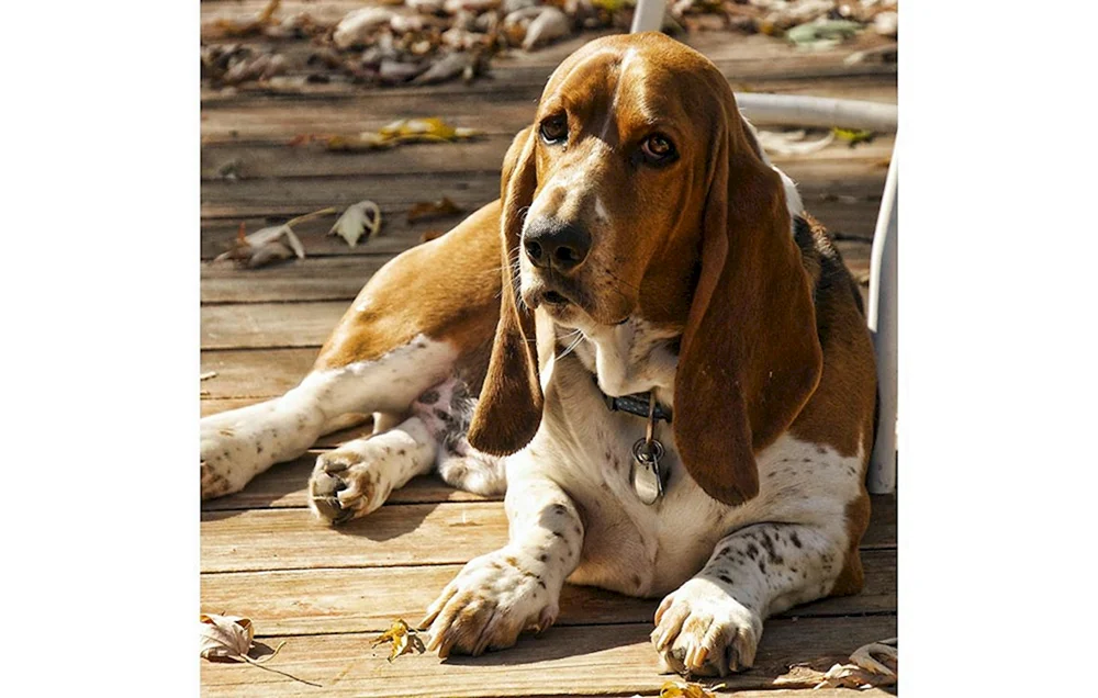 Hunderasse Beagle