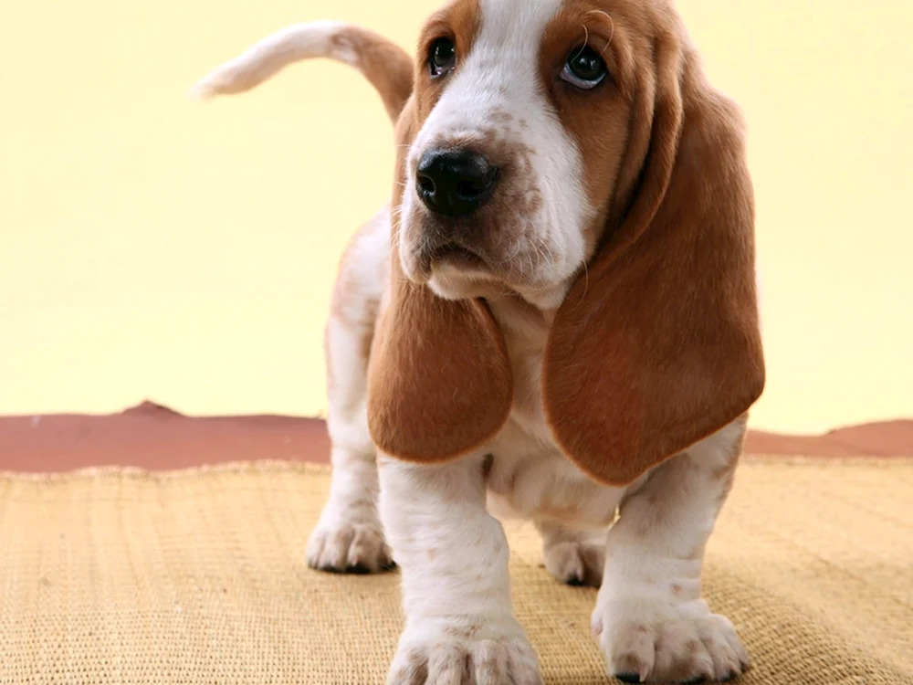 Irish Currie Beagle