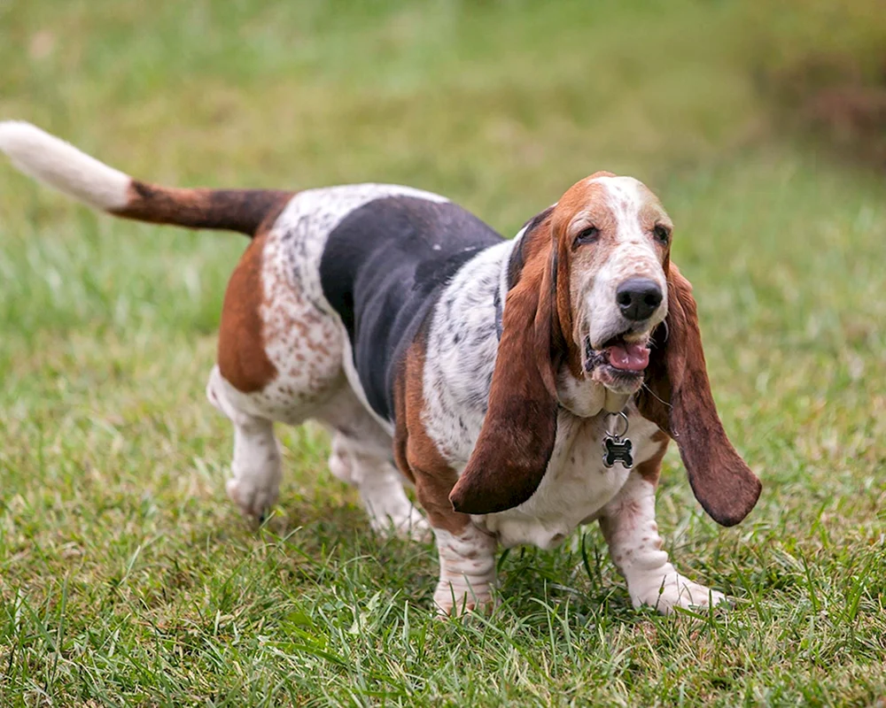 Basset hound