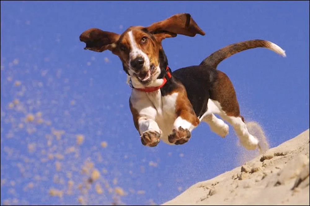 Basset Hound klein