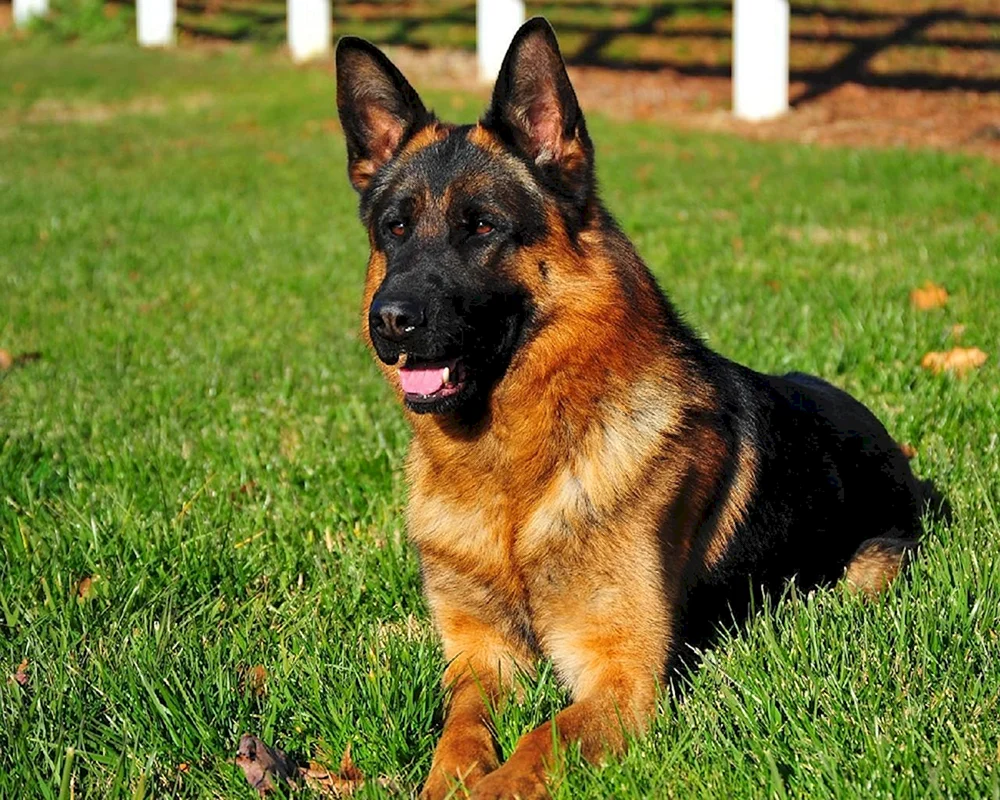 Bayerischer Schäferhund